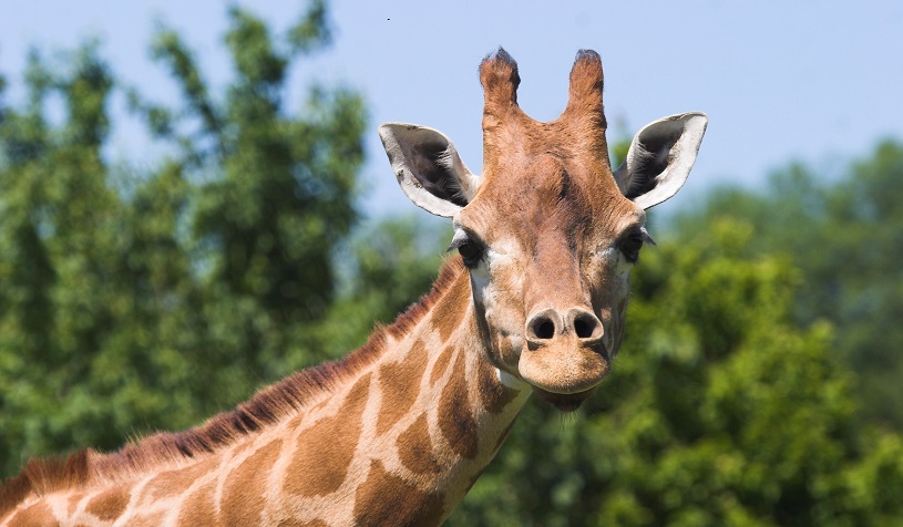 Marwell giraffe